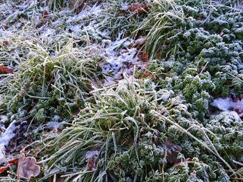 High angle view of frozen plants on field