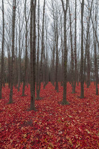 View of trees in forest during autumn