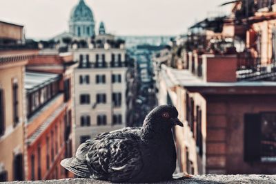 Bird perching on a building