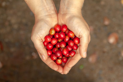 Midsection of person holding red berries