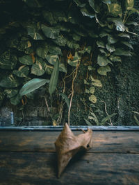 Close-up of dried leaves on wood