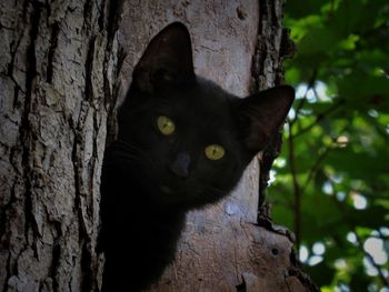 Portrait of black cat on tree trunk