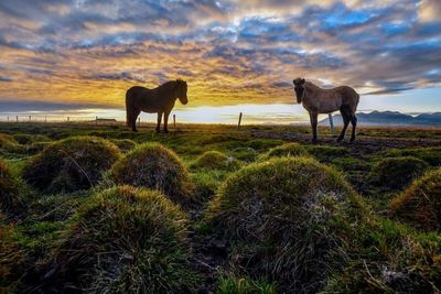 Horses on field against sky during sunset