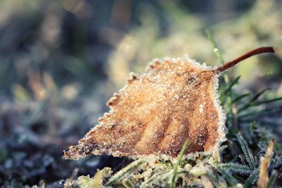 Close-up of frozen plant on field