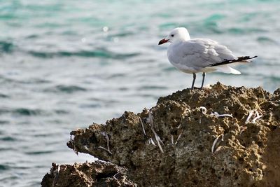 Close-up of seagull perching on rock