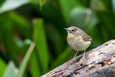 Close-up of bird perching on tree