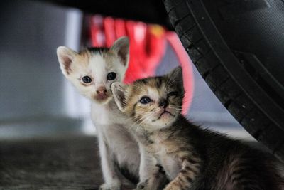 Close-up of stray kittens below car