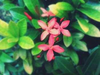 Close-up of frangipani blooming outdoors