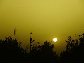 Low angle view of silhouette plants against sky during sunrise 