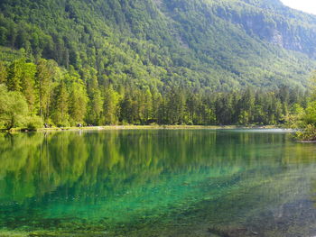 Scenic view of pine trees by lake