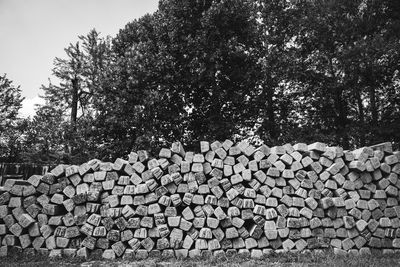 Stack of logs in forest
