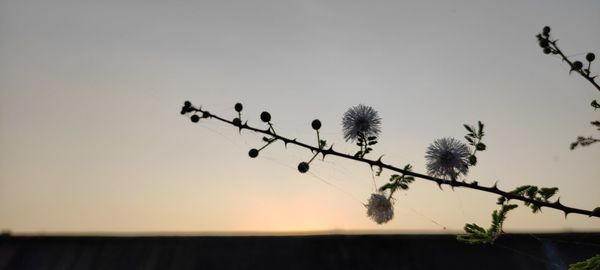 Low angle view of silhouette plant against clear sky