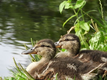 Ducks in a lake