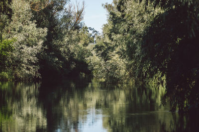 Trees by lake in forest