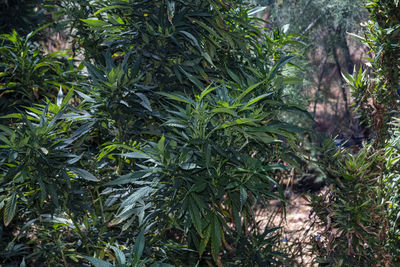 Close-up of pine tree in forest