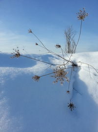 Scenic view of snow covered tree against sky