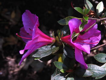 Close-up of pink flower blooming outdoors