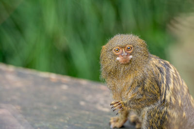 Close-up of a pygmy marmoset monkey