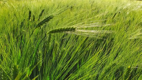 Close-up of wheat growing on field