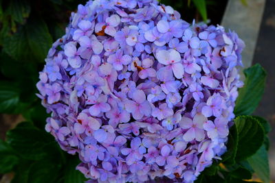 Close-up of purple hydrangea flowers growing in garden