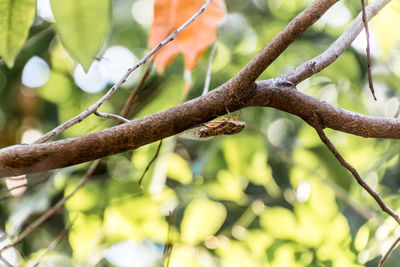 Low angle view of tree branches