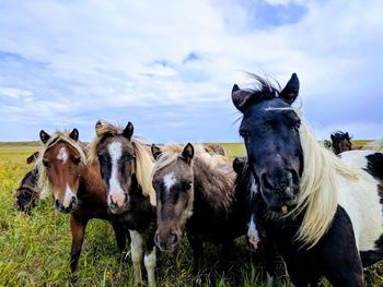 Horses on a field