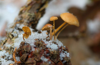 Close-up of mushroom growing on rock