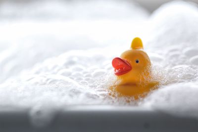 Close-up of bird in yellow toy