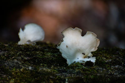 Close-up of white mushroom growing on field