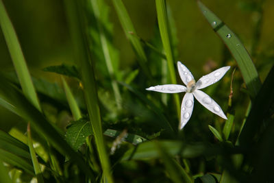 Close-up of fresh green plant on field