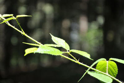 Close-up of leaves