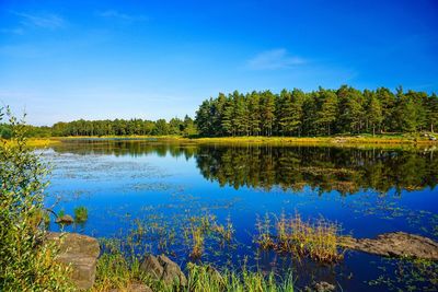 Trees growing by lake against blue sky