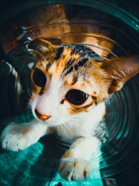 Close-up portrait of a cat