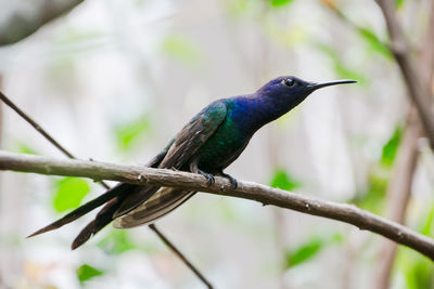 Close-up of bird perching on tree