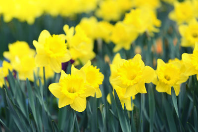 Close-up of fresh yellow flowers blooming in field