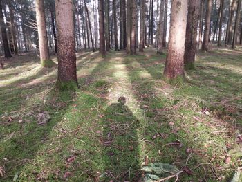 Trees in forest