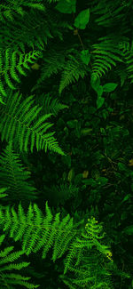 High angle view of fern leaves