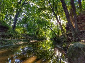 Low angle view of trees