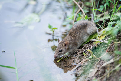 High angle view of rat by lake