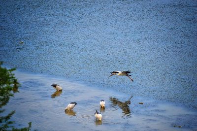 High angle view of ducks swimming in lake during winter