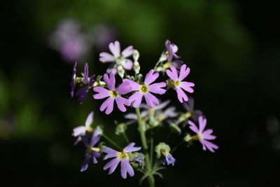 Close-up of purple flowering plant in park