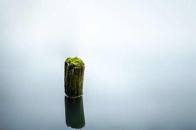 Moss lake water calm still trunk stillimage green blue lonely tree