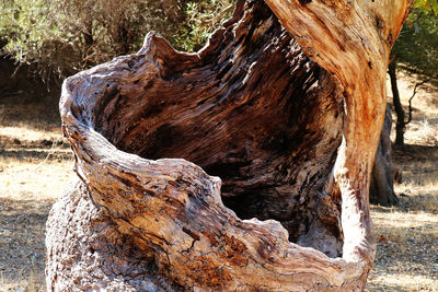 Close-up of tree stump