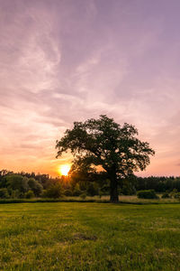 Tree on field against sky during sunset