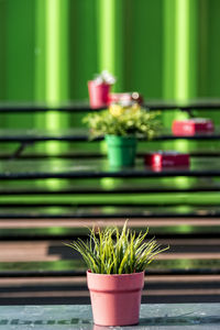 Close-up of plant on table