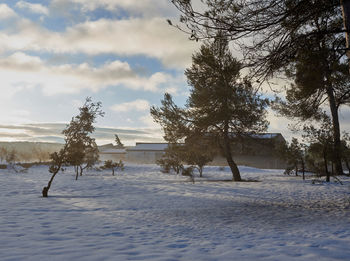 Scenic view of frozen trees against sky during winter