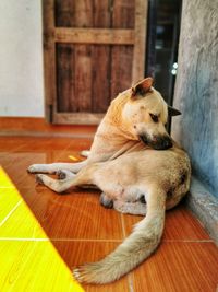 Dog resting on hardwood floor