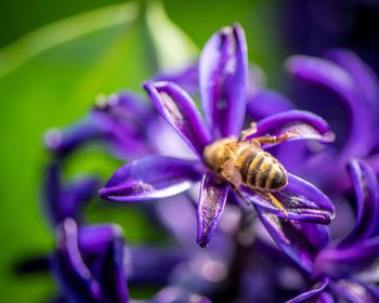 Close-up of honey bee pollinating on purple flower