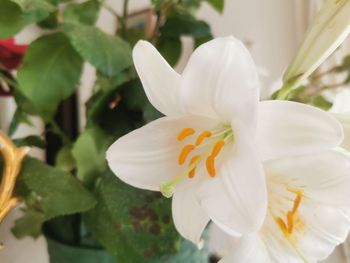 Close-up of white flowering plant