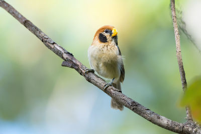 Close-up of bird perching on branch